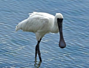 Royal spoonbill. Adult feeding. Nelson Haven, May 2014. Image © Rebecca Bowater by Rebecca Bowater FPSNZ AFIAP www.floraandfauna.co.nz