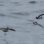 White-Faced Storm Petrel (on left) with 2 NZ Storm Petrels. Not often you see them together :)