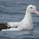 Wandering Albatross (Gibsons) photo by Scott Brooks